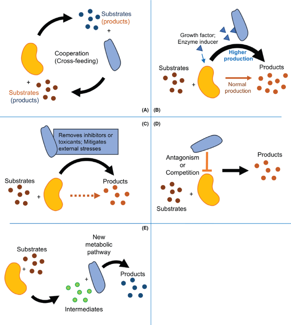The Metabolic and Logical Path findings in the Interwoven World of Microbiology.