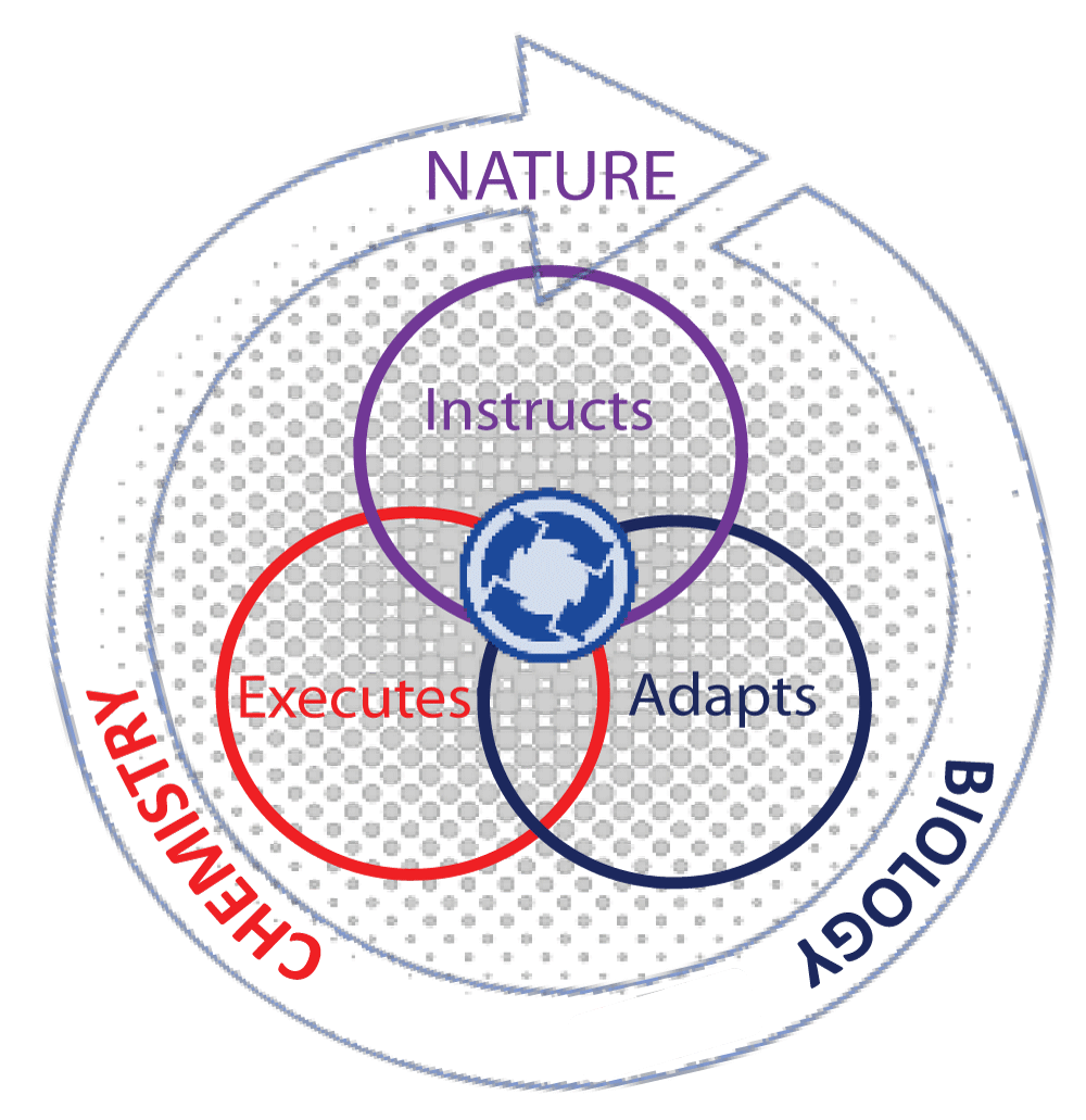 A model of connectivity that allows organisms to respond to nature’s instructions via genetic adaptation by acquiring minerals from their environment. Here, both biology and chemistry collaborate to solve the problem through the self-assembly of complex materials.