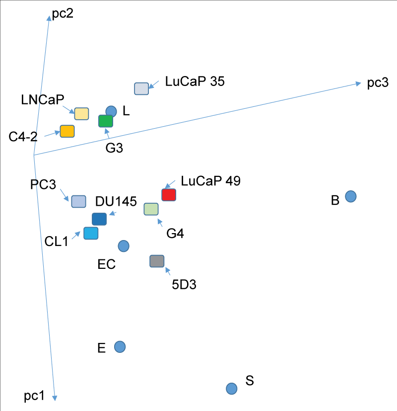Prostate cancer cell types. In the PCA space, transcriptomes of the cancer cell types are displayed. One grouping is around the luminal cell datapoint (L) – LNCaP, C4-2, LuCaP 35 and G3. The other grouping is around the stem cell datapoint (EC) – PC3, DU145, CL1, LuCaP 49 and G4. 5D3 represents a possible prostate progenitor cell population sorted by antibody to ABCG2. No cancer cell type is close to the basal cell datapoint (B) even for the CD44 PC3 or CL1. C4-2 and CL1 are derivatives of LNCaP through growth without androgen. The lines labeled pc1, pc2 and pc3 are the principal components axes of the 3D plot (adapted from ref. 7).