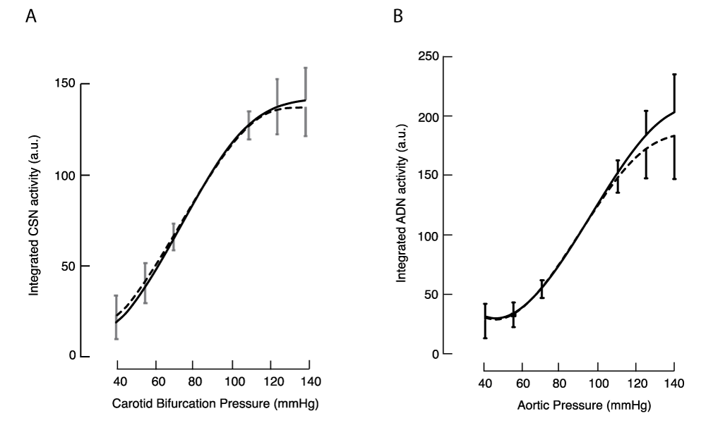 Integrated baroreceptor activity during a pressure ramp. Lines show the normalised mean activity from treated (dashed) and control (solid) animals. Representative error bars show 1SD.
(A.) Mean of normalised integrated CSN activity from 10 treated and 10 control animals. (B) Mean of normalised integrated ADN activity from 22 treated and 20 control animals. The mean area under the curve at pressures above 90 mmHg was smaller in treated than in control animals (4650 [4174, 4988] versus 5570 [5220, 5919] au; p < 0.001, single-tailed t-test.