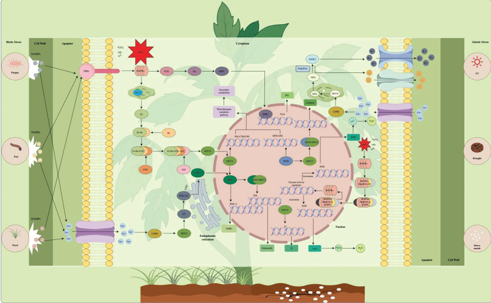 Signaling regulatory network of polyphenol biosynthesis under biotic and abiotic stresses. Left panel: biotic stress perception (herbivory, pathogens, weeds) triggers JA/SA/ET signaling cascades that activate transcription factors (WRKY, MYB) binding to biosynthetic gene promoters. Right panel: abiotic stresses (drought, salinity, UV, heavy metals) converge on ABA-mediated signaling, integrating MAPK cascades and ROS signaling to modulate polyphenol accumulation. The central nucleus illustrates transcriptional regulation of key pathway genes.