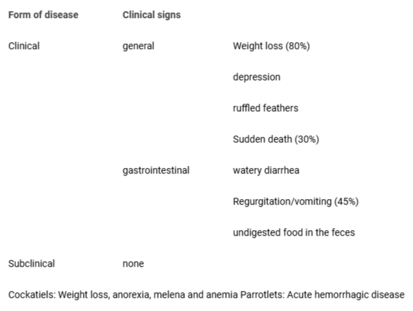 <p>Clinical Signs of Macrorhabdosis</p>